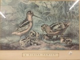 Vintage print of A Rising Family of birds.