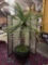 Living potted palm tree in black plastic pot on wheels, approx 24 x 90 inches.