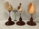 Three sea shell displays mounted on wooden bases, approx. 5x5x12.5 inches each.