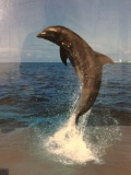 Framed poster of Dolphin by Doug Perrine.