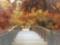 Framed bridge photo print in autumn colors, approx. 41x30x1 inches.