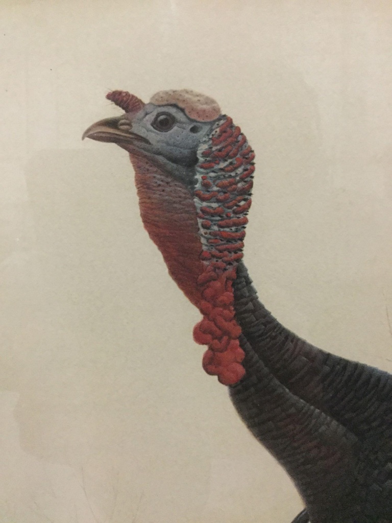 framed hand signed print eastern wild turkey by john a ruthven art antiques collectibles art prints posters online auctions proxibid