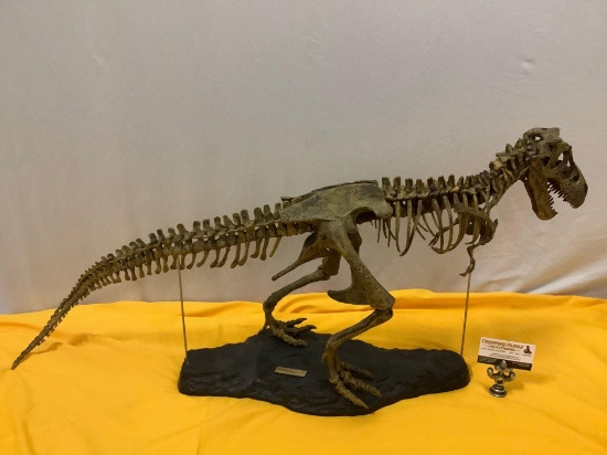 Tyrannosaurus Rex 1:10 scale dinosaur skeleton replica model , approx 40 x 18 x 10 in.