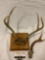 Pair of wood mounted deer antlers / horns with one extra antler, approx 11 x 11 x 10 in