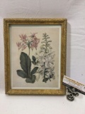Small vintage framed botanical art print, approx 9 x 12 in.