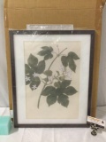 Framed home decor botanical Hops art print unused in box, approx 17 x 21 in.