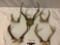 5 pc. lot of deer antlers, largest approx 12 x 10 x 8 in.