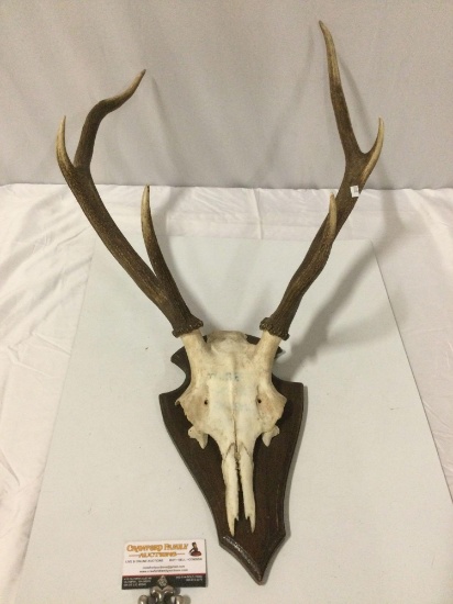 Vintage wood mounted partial deer skull and antlers w/ written history on back, approx 18 x 31 x 11