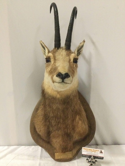 Taxidermy buck head w/ antlers - Gams IB by Lt. Col. Talbert, history on back, approx 15 x 27 in.