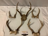 5 pc. lot of deer antlers, largest approx 12 x 10 x 8 in.