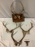 4 pc. lot of deer antlers, 1 is wood mounted, largest approx 12 x 11 x 8 in.