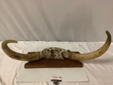 Vintage wood mounted steer / bull horns, approx 31 x 19 x 7 in.
