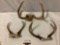 3 pc. lot of deer antlers , approx 14 x 11 in.