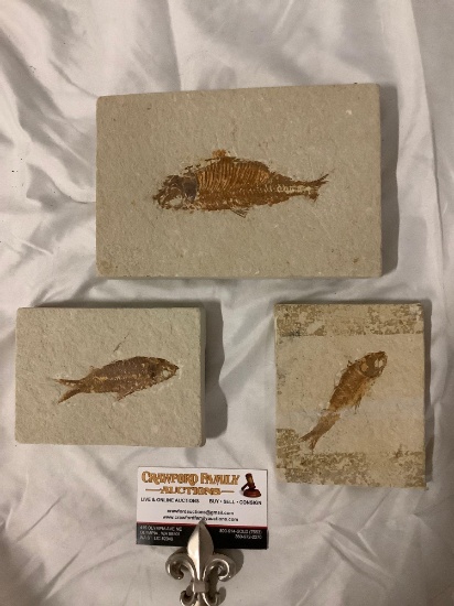 3 pc. Lot of fish fossils in slabs, approx 7 x 5 x 1 in. 1 has been repaired.