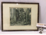 Framed antique photo print 1910 The marvel of the Cedar Forests of Washington by Asahel Curtis