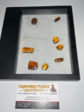 Collection of Bernie?s amber nuggets each W/one or more fossil insects inclusions