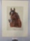 Vintage hand colored art print HUNGARIA - Hunter Horse signed by unknown artist, made in Italy