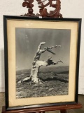 Framed Vintage Photograph of a gnarled tree, unknown photographer