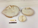 2x Mother of Pearl shell pieces and 1x white mushroom coral piece