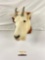 Taxidermy animal wall mounting art piece, mountain goat