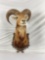 Taxidermy Mouflon Ram Shoulder Mount