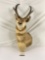 Pronghorn antelope taxidermy head, neck and shoulders mount
