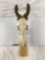 Hartebeest Mounted Skull Art Piece with Horns