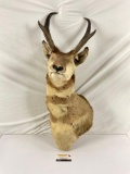 Pronghorn antelope taxidermy head, neck and shoulders mount