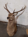 Large 8-Point Buck Taxidermy Mount