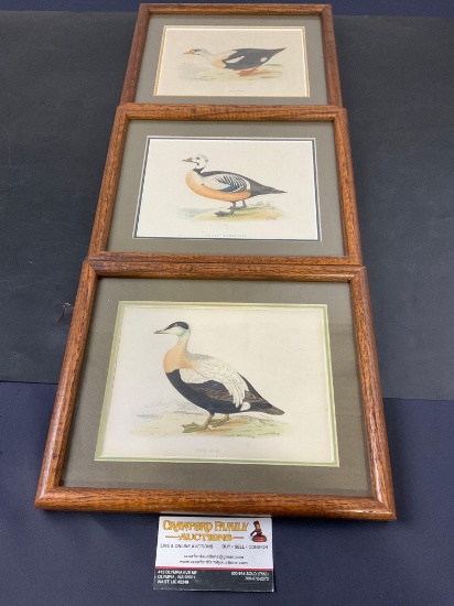 Trio of Framed Art Prints of Ducks, Elder Duck, Stellers Western Duck, King Duck