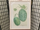 No. 722 scientific melon drawing print with antique look - latin names on bottom, professional frame