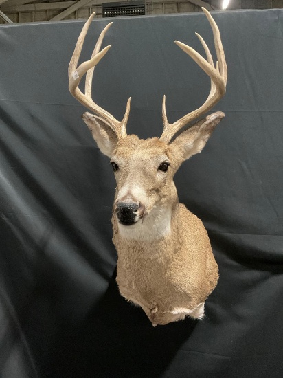 Beautiful Whitetail Deer Shoulder Mount Taxidermy, 7-8 point rack, 37h ...