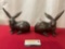 Pair of Bronze Rabbit Sculptures, 7h x 8L x 4w inches each