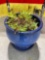 Beautiful Cobalt Blue Glazed Ceramic Garden Planter Pot. Excellent Condition. See pics.