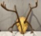 Vintage Caribou Reindeer Antler Mount on Wood Plaque w/ Velvet. Fair Condition. See pics.