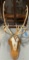 Vintage Elk or Caribou Antler & Skull Mount on Wood Plaque. Very Good Condition. See pics.