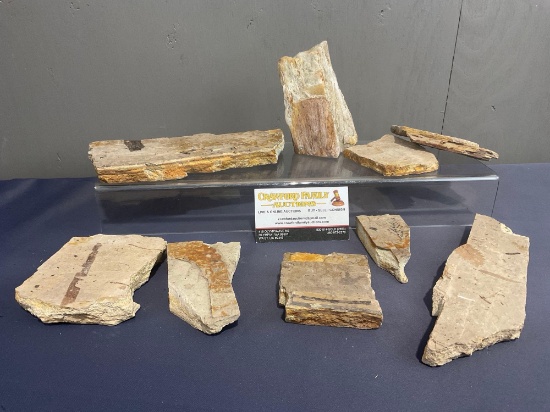 Collection of Petrified Wood Slabs some w/ Fossil Inclusions, approx 9 pieces