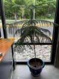 Glazed Blue Ceramic Planter Pot w/ Indoor Norfolk? Pine Tree. Excellent Condition. See pics.