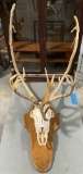 Vintage Elk or Caribou Antler & Skull Mount on Wood Plaque. Very Good Condition. See pics.