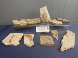 Collection of Petrified Wood Slabs some w/ Fossil Inclusions, approx 9 pieces
