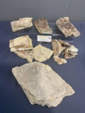 Collection of Petrified Wood Slabs some w/ Fossil Inclusions, approx 10+ pieces, some much larger