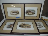 Lot Of Five (5) Color Fish Prints In Frames