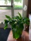 Nice Live Peace Lily In Planter