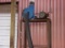 SAWDUST BLOWER & STAND