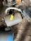 20hp, 1700 RPM Motor