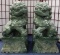 PAIR OF LARGE HEAVY JADE FOO DOGS