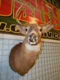 TAXIDERMY DEER MOUNT