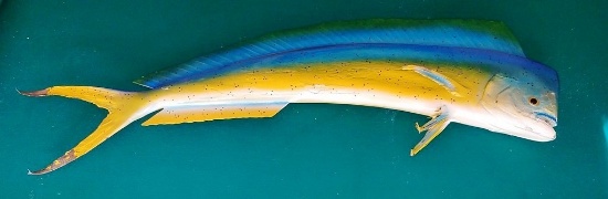 54" LONG BLUE & YELLOW WALL FISH MOUNT