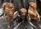 NICE LEATHER CAMEL & (2) WOOD CARVINGS