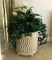 NEVER DIE DCOR PLANTS IN WHITE PLANTER